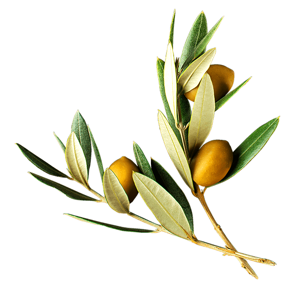olive and leaf