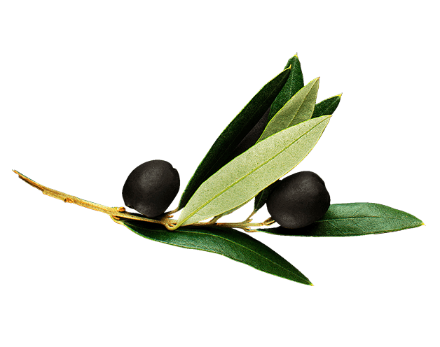 olives and leaves